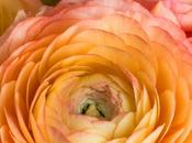 Photo: Peach Ranunculus