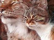 Lynx Shares Food Friendship with Homeless Kitten