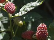 Health Nutritional Benefits Tayberry Fruit
