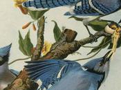 Book Review–Fall Birds