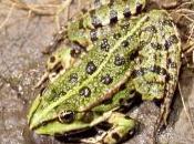 Featured Animal: Marsh Frog