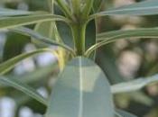 Plant Week: Nerium Oleander