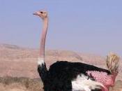 Featured Animal: Ostrich