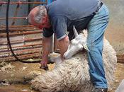 Sheep Shearing Join Olympic Sports?
