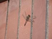 January 2012 (365 Photo Challenge)