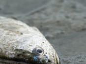 Pacific Ocean Life Devastated Fukushima Radiation: Fisheries Populations Have Crashed Percent NaturalNews.com