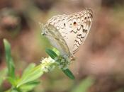 DAILY PHOTO: Beige Brown Butterfly