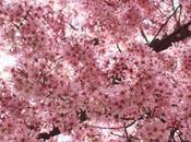 Cherry Blossoms