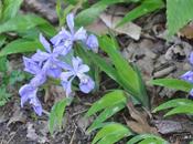 Wildflowers-- Reminder