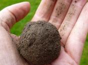 What Type Soil Does Garden Have?