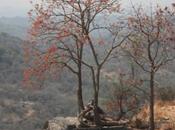 DAILY PHOTO: Tree Coiled Upon Ruins