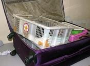 Suitcase Seizure Domodedovo Airport Greed