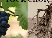 Sunday Devotional: Vine Grower