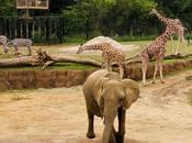 Dallas Zoo’s Giants Savanna Named Habitat Nation