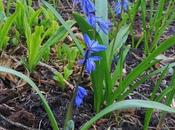 WORDLESS WEDNESDAY Siberian Squill