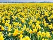 Daffodil Principle