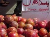 Fruit Tuesday: Plum? Apricot? Nope, Just Pluot. Check Flavorful Pluot Recipes