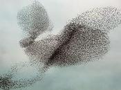 Murmuration