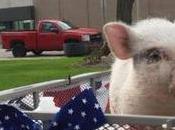 Michigan Lawyer Wants Mayor After Ballot Deadline Mix-up