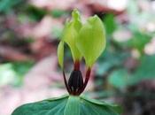 Best Conservation Practices Consider Both Genetics Biology