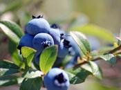Wild Blueberries!