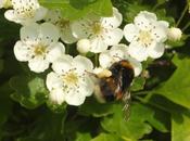 Wordless Wednesday Busy Buff-tailed Bumblebee Hawthorn