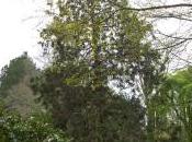 Chamaecyparis Obtusa