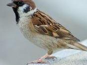 Tongue-Cut Sparrow: Japanese Folktale
