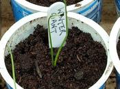 Pricking-out Leek Seedlings