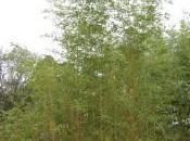 Phyllostachys Bambusoides