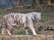 Ustad Tiger Subject Matter Supreme Court Case