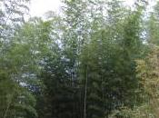 Phyllostachys Dulcis