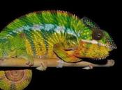 Eleven Species Found Madagascar