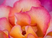 Photo: Rainbow Sorbet Rose