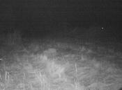 Wolverine Photographed Minnesota?