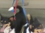 Recent Finger-Wrenching Adventure with Dogs: Account