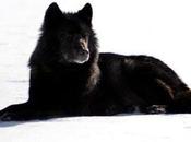 Alexander Archipelago Wolf Population Crashes Alaska’s Prince Wales Island…