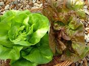 Harvest Monday June 2015