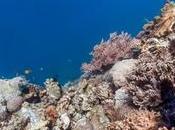 Google Street View Lets Diving Underwater Without Getting