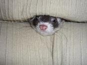 Helpless Animals Swallowed Sofas