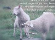 Scripture Photo: Sheep Without Shepherd