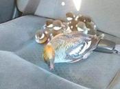 Good Deed Day: Canadian Driver Rescues Duck Family, Drives Them River