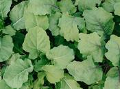 Hazelwood Urban Farms: Know Your Veggies, Farm Inspired Quiz