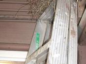 Birds Nest Strangest Places