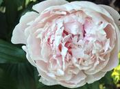 Into Garden: Peonies