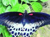 Blue Mormon Becomes State Butterfly Maharashtra