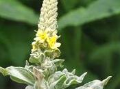 Mullein