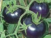 Here's Blue Tomatoes