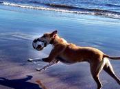 Beach Lurcher