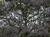 Paulownia Kawakamii